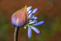 392 - AGAPANTHUS - PEACOCK ALAN - united kingdom